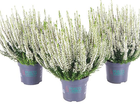 Calluna Beauty Ladies b.bell 10,5