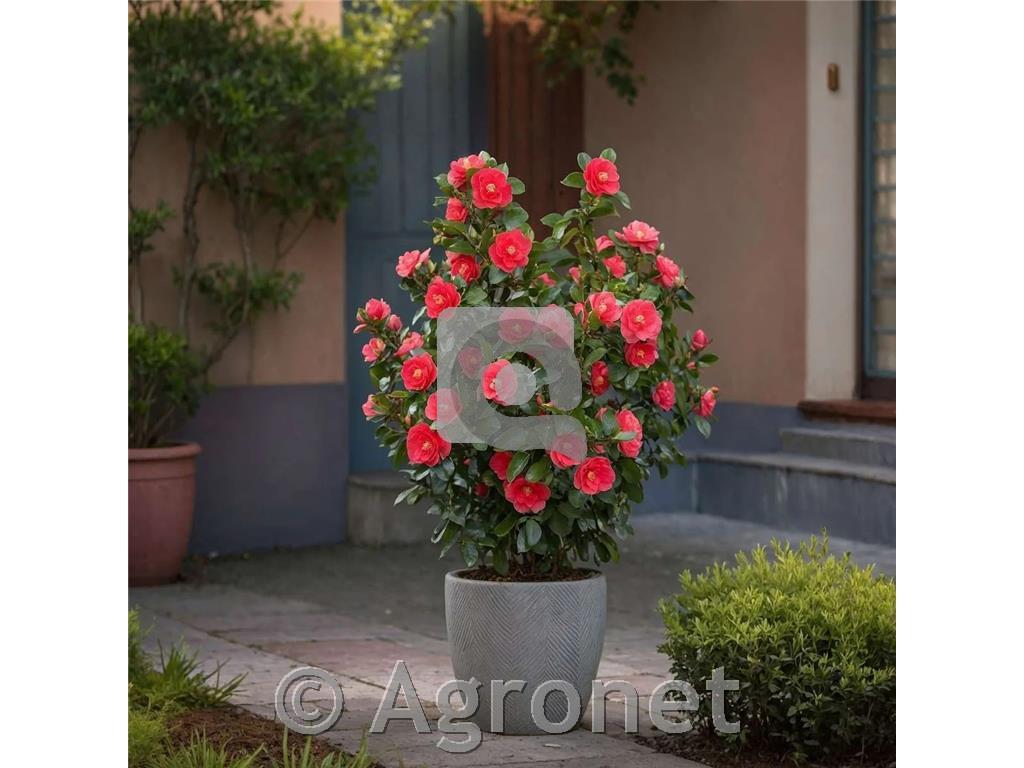 Camelia Japonica