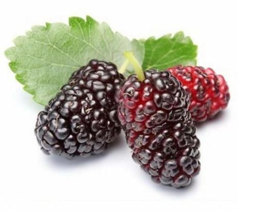 Murva Mojo Berry pritlikava