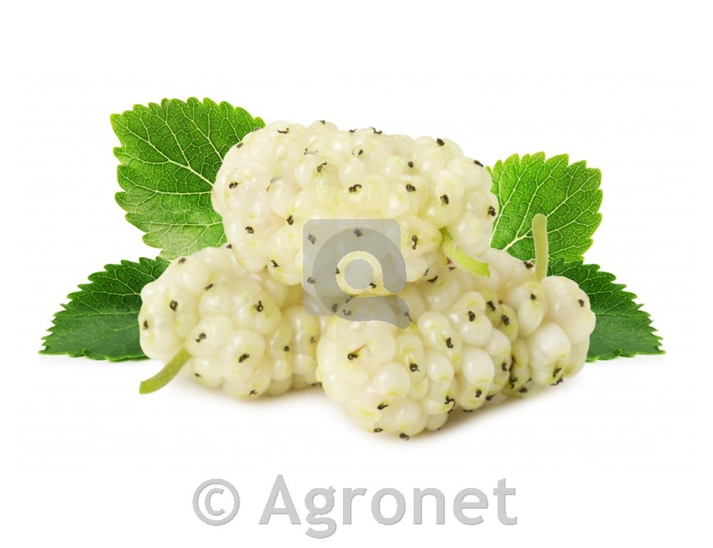 Murva Alba