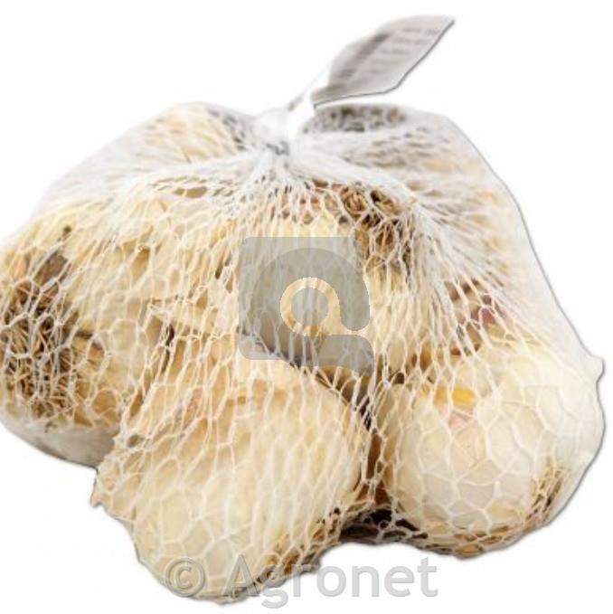 Česen semenski primorski 300g