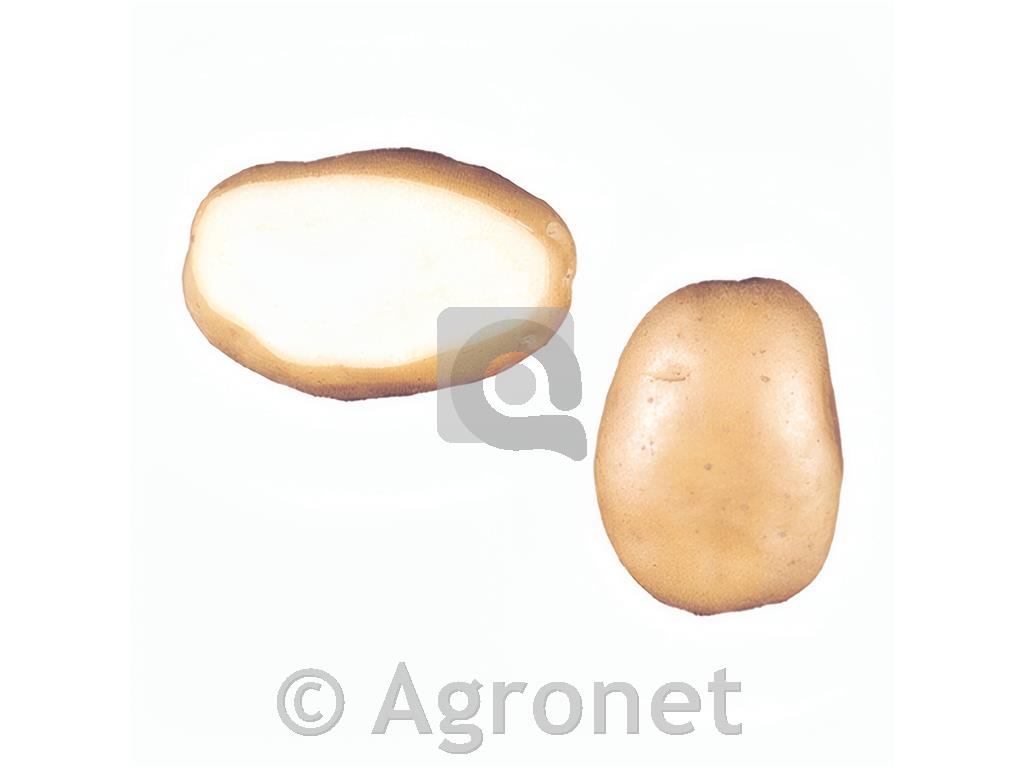 KROMPIR LAURA A 28/35 3 KG POZEN