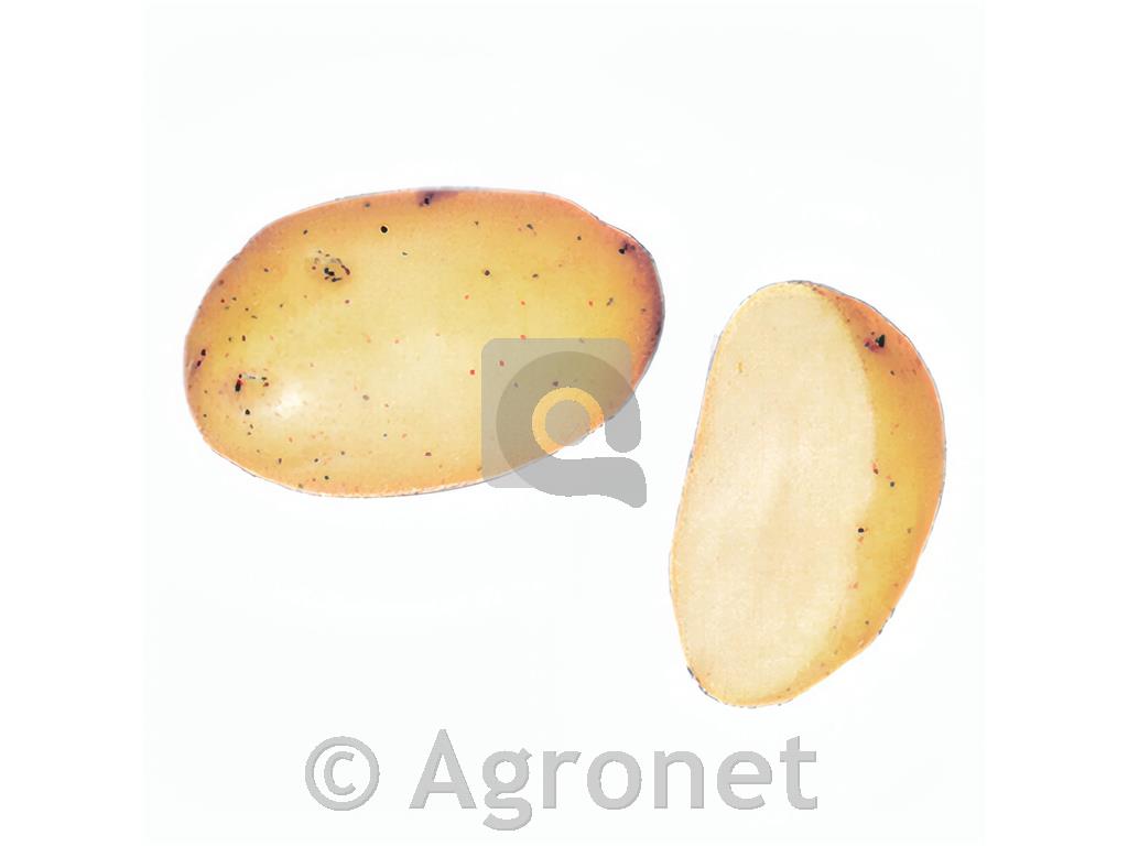 KROMPIR ULSTER E 28/35 25 KG