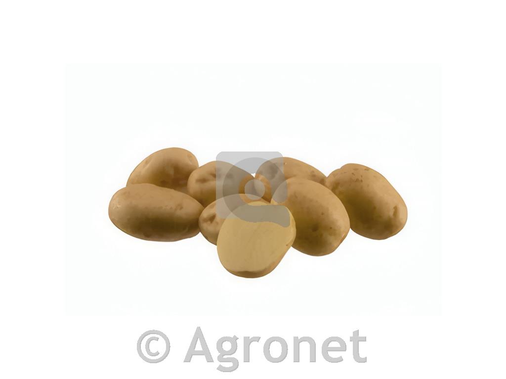 KROMPIR RIVIERA A 35/55 25 KG