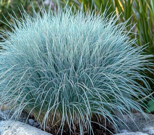 Festuca glauca 10,5