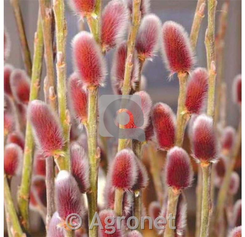 Vrba Salix gracilistyla Mount Aso