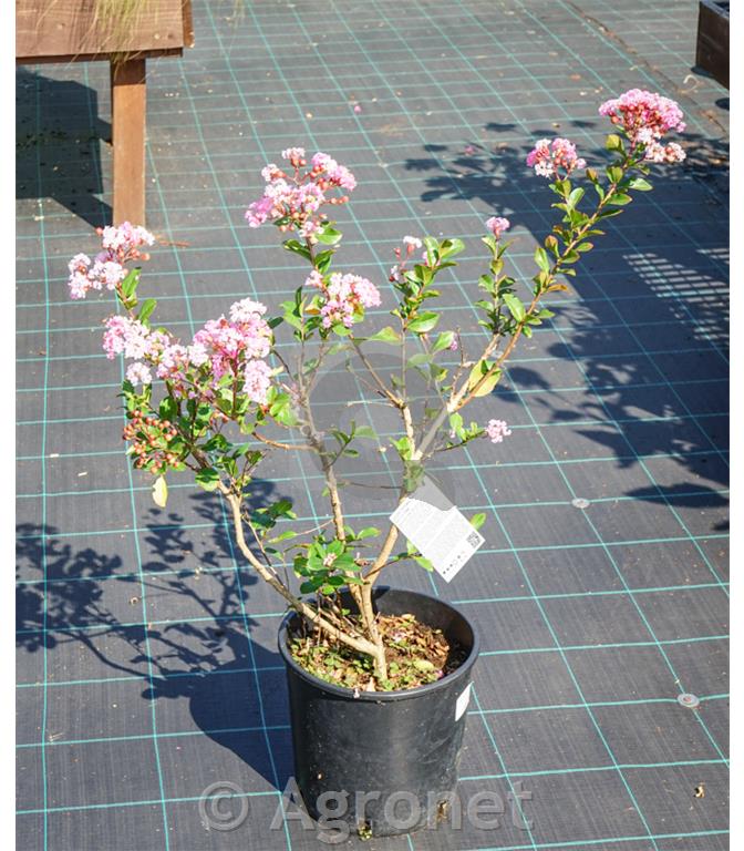 Lagerstroemia indica Petite Pink