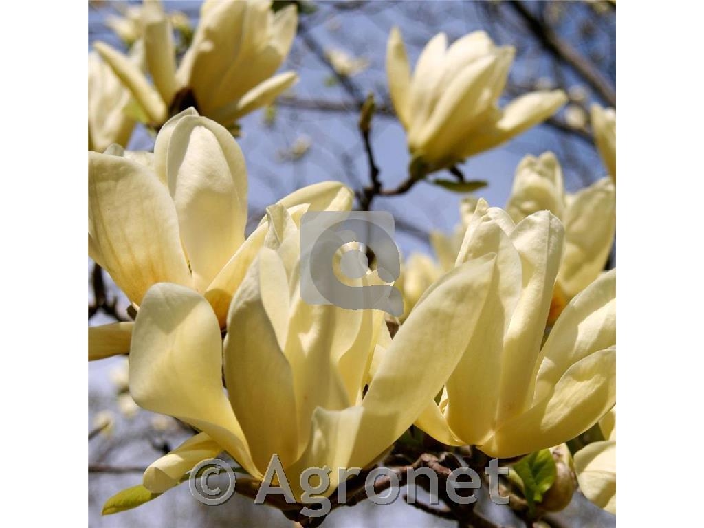 Magnolia Yellow Lantern