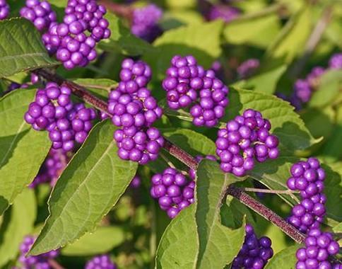Nandina domestica Obsessed
