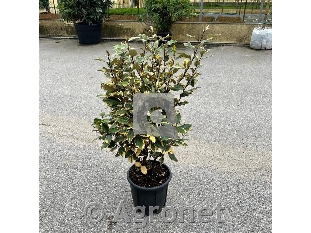 Elaeagnus ebbingei Viveleg