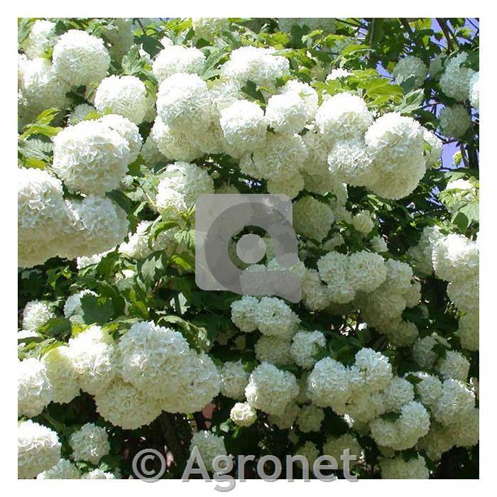 Viburnum opulus Roseum