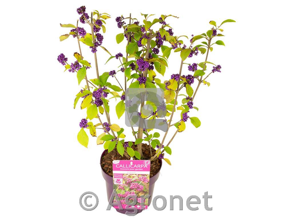 Callicarpa bodinieri Profusion