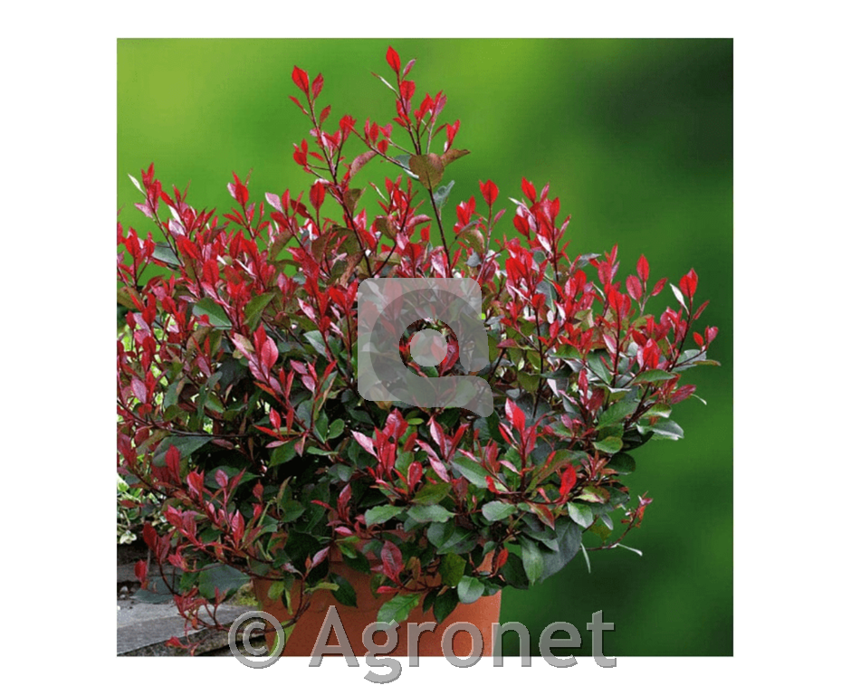 Photinia fraseri Red Robin