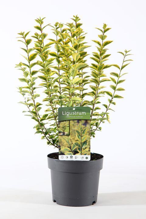 Ligustrum ovalifolium