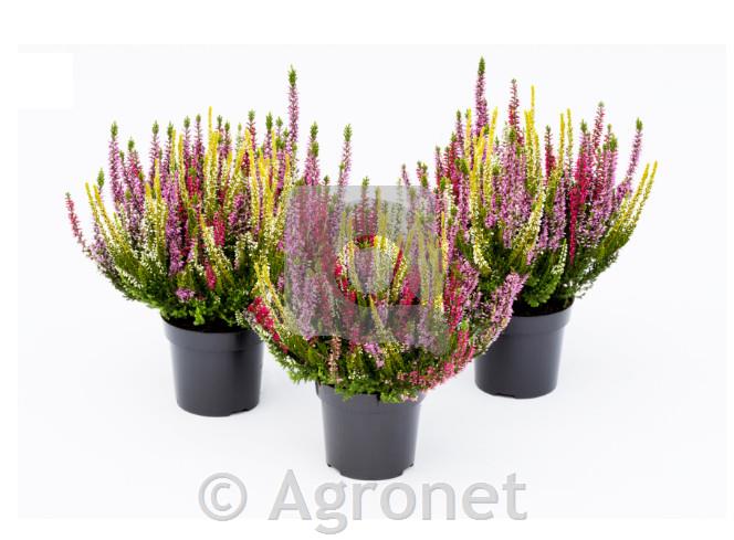 Calluna beauty ladies (Jes. vresa) Skyline ø 9,5 MIX