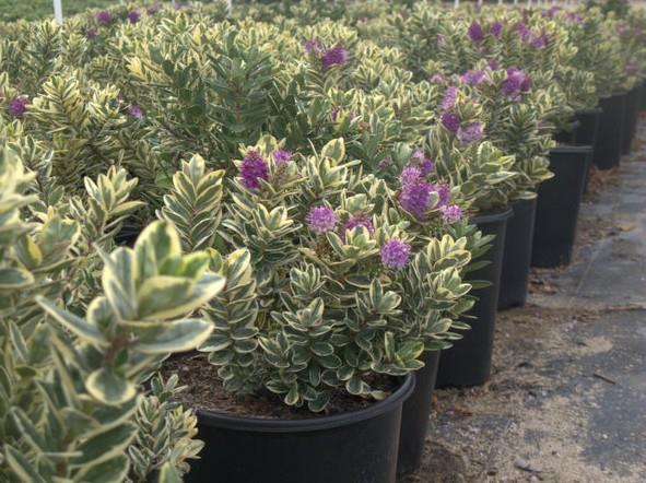 Hebe Veronica Variegata ø 12