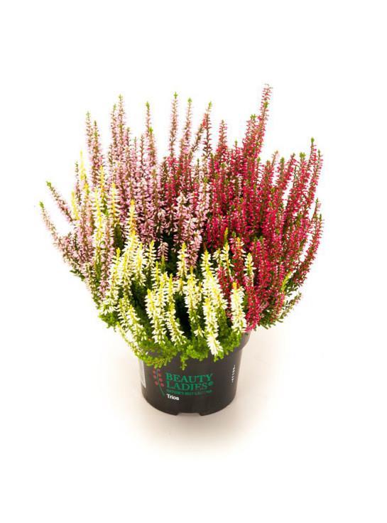 Calluna beauty ladies (Jesenska vresa) ø 17 TRIO