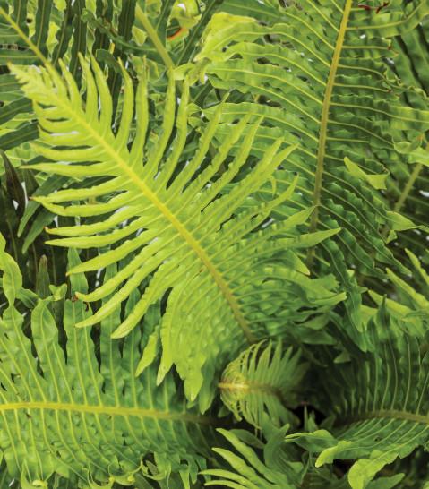 Praprot trajna – Fern Mix