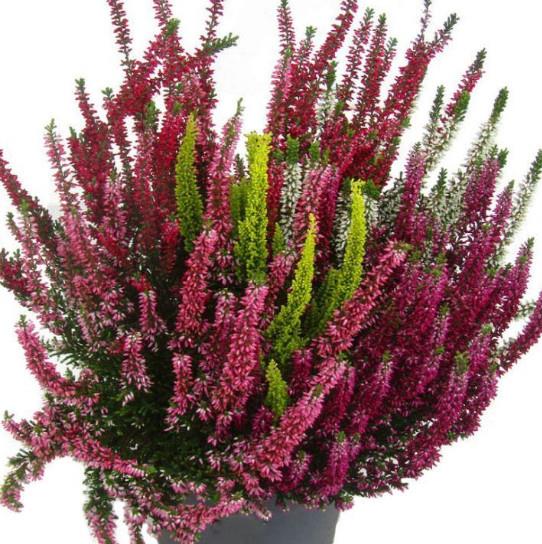 Calluna Beauty Ladies Starlight FI 9,5 tri