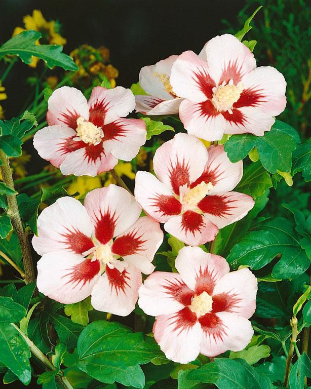 Hibiskus Hamabo