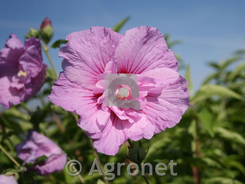 Hibiskus Lavender Chiffon