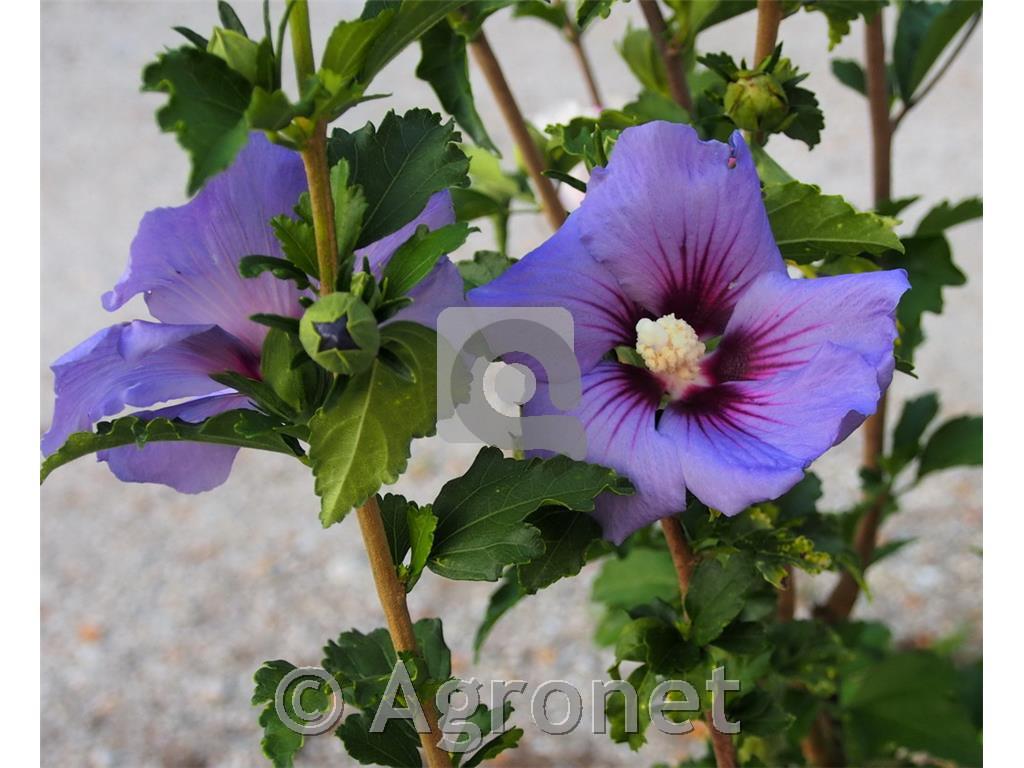 Hibiskus Ultramarine