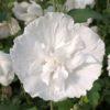 Hibiskus White Chiffon