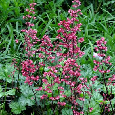 Hojhera, Heuchera Paris
