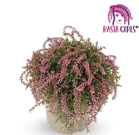 Calluna Garden Girls rasta 12