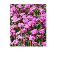 Nagelj- Dianthus hybrid 9 mix