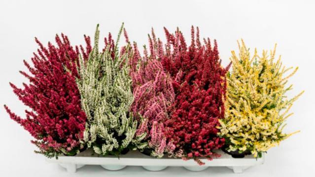 Calluna beauty ladies (Jesenska vresa) ø 9,5 več barv