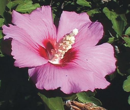 Hibiscus syriacus