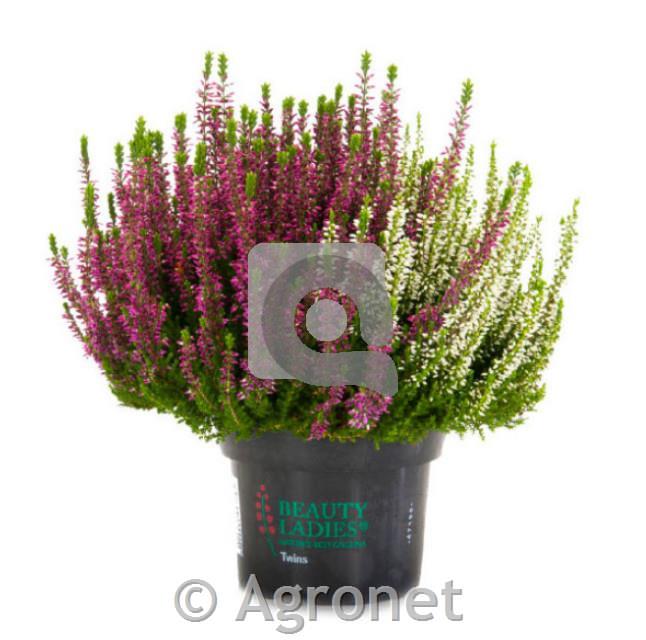 Calluna beauty ladies (Jesenska vresa) ø 12 TWINS