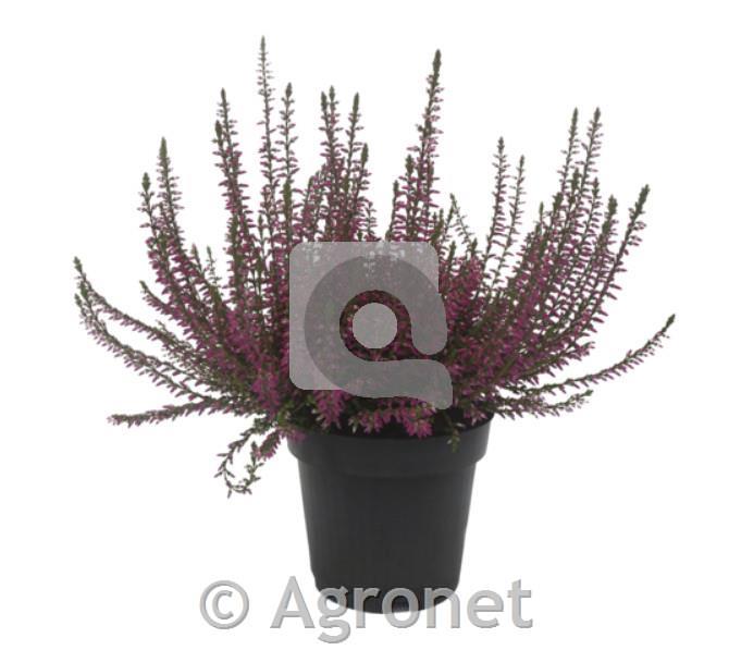 Calluna Marlies (Resa) ø 9 MIX