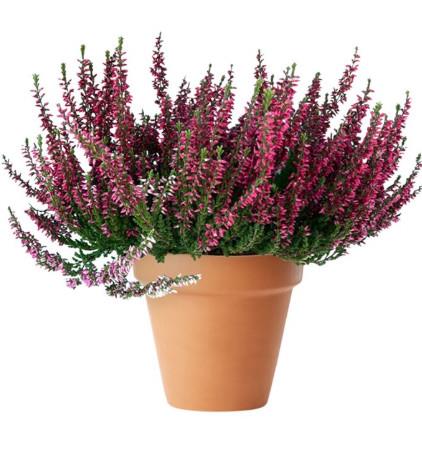 Calluna Garden Girls 11