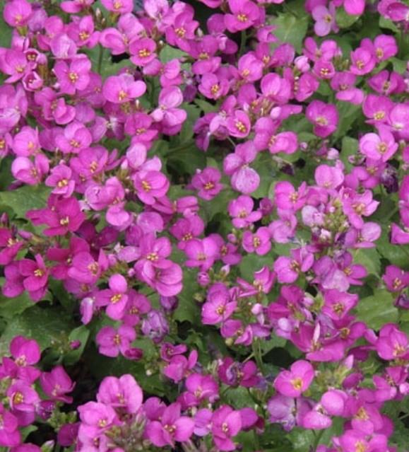 Kavkaški repnjak Arabis caucasica 'Little Treasure Deep Rose