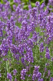 Sivka - Lavandula angustifolia 'blue scent'