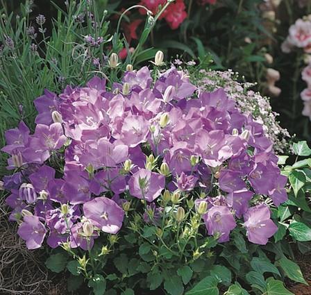 Karpatska zvončica Campanula carpatica 'Carillon Blue'