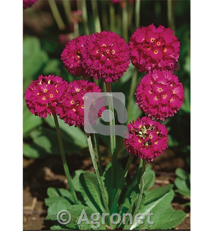 Obloglavi jeglič Primula denticulata 'Prom Deep Rose'
