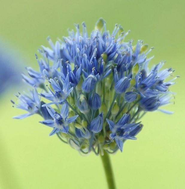 Mnogocvetni okrasni luk Allium caeruleum