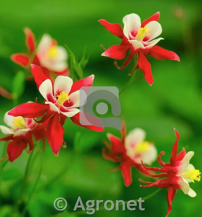 Navadna orlica 'Red Hobbit'