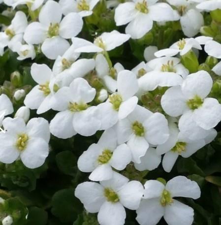 Kavkaški repnjak 'Little Treasure White'