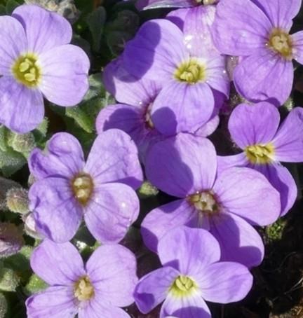 Avbrecija 'Silberrand'