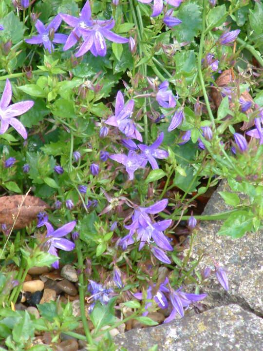 Zvončica Campanula poscharskyana 'Stella'm