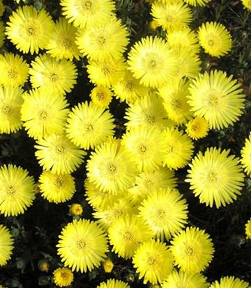 Delosperma congestum