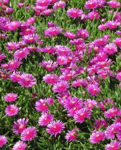 Delosperma Cooperi
