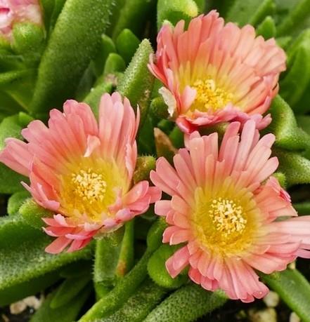 Delosperma 'Peach Star'