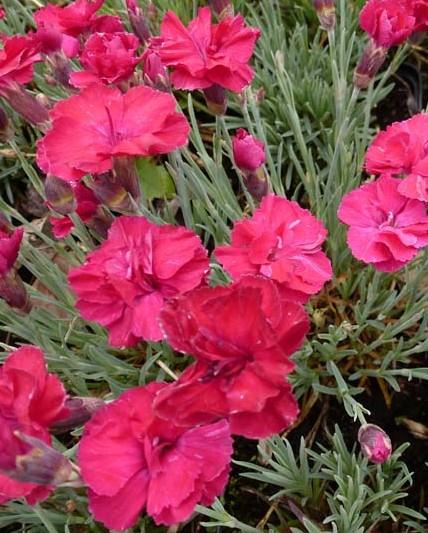 Nageljček Dianthus gratianopolitanus 'Bombardier'