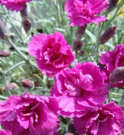 Nageljček Dianthus plumarius 'Warden Hybrid'