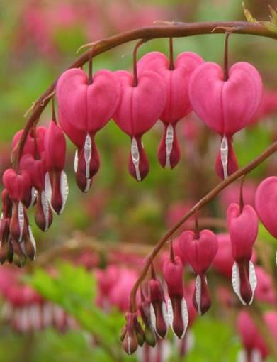 Srčki Dicentra spectabilis